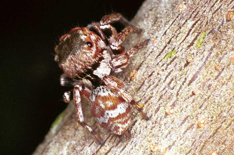 Euryattus_bleekeri_F0743_Z_90_Palmerstone park_Australie.jpg